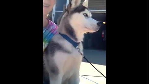 Siberian Husky bravely protects owner from mailman