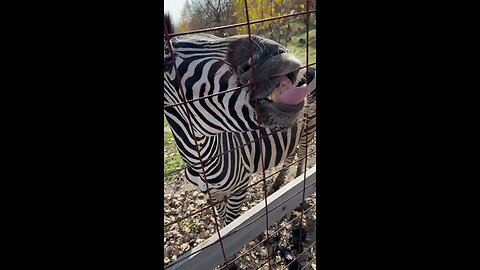 FUNNY ZEBRA WANTS MY PEANUTS🦓🤣