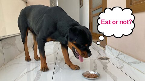 Leaving My Dog Alone with Whole Chicken! Kya Thor test pass krega?