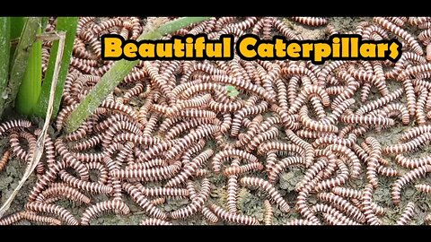 caterpillar group movement,caterpillar animal