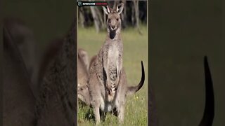 kangaroo 🦘🤠