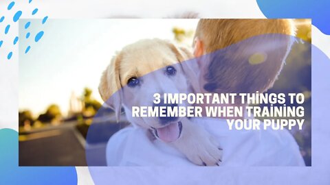 3 Important Things To Remember When Training Your Puppy