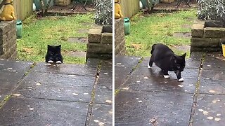 Cat Adorably Finds A Way To Climb Ledge