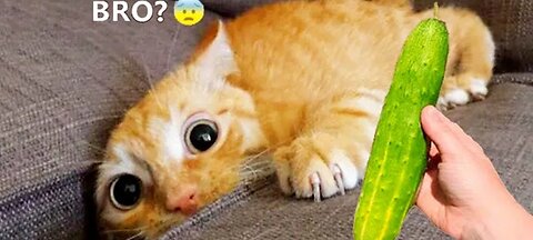 Cuttest & world's most funniest animals of 2023😅😅😆 best cats and dogs funny videos