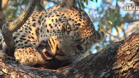 Warthog Provides A Leopard With Meals For A Few Days