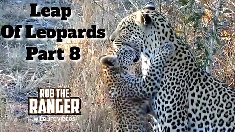 Leap Of Leopards: Mother And Cubs (8): Mother And Cub Interactions