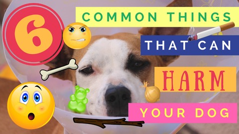 6 Common Things That Can Harm Your Dog