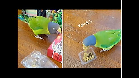 Cheeky parrot hilariously steals snack