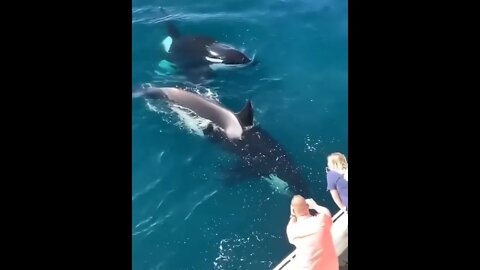 Amazing encounter with orcas in Florida