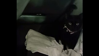 My Cat Shadow Seeing Ghosts, Ghouls & Spirits