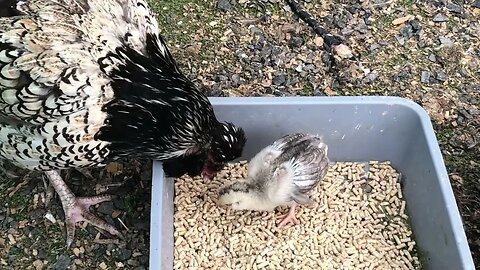 3 week Baby chick and hen ❤️