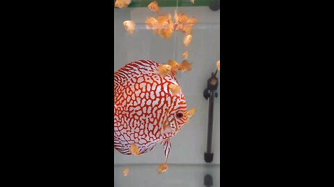 awesome discus