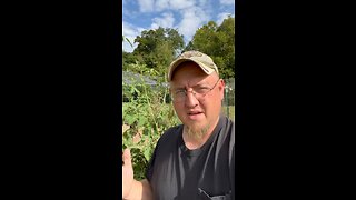 Sorghum from Chicken Feed Grew 🐓 #ChamberlinFamilyFarms #sorghum #chicken #feed