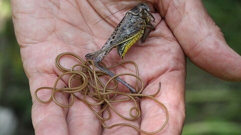 Horse worms are internal parasites in crickets... and guess what... crickets are already in our food !!!