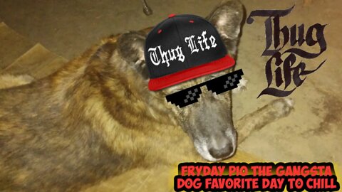 Fryday Pio The Gangsta Dog Favorite Day (Voice Over with Voice Changer)