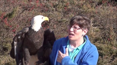 Bald Eagles at Shepaug Dam 011120