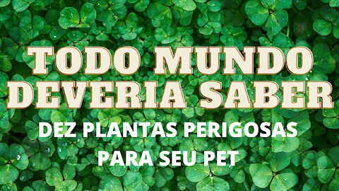 Como Proteger Seu Pet De Plantas Perigosas