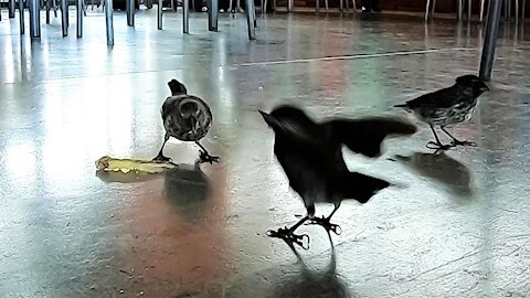 Airport birds in Galapagos Islands feast on a french fry