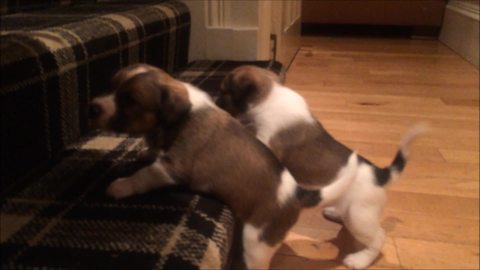 Puppies adorably attempt to climb their first step