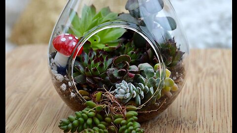 Making a Succulent Terrarium