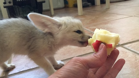 Baby fennec foxes eating an apple