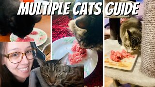 How to keep multiple cats in one home happy