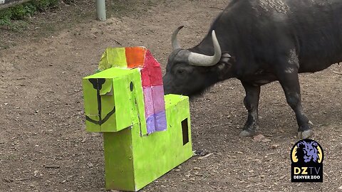 Happy Birthday, Puddle the Cape Buffalo!