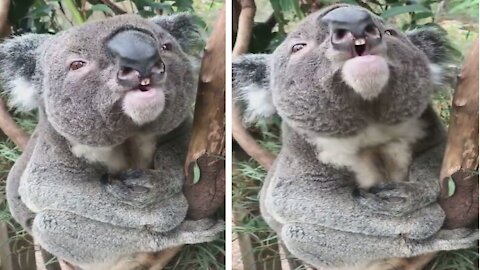Cute koala loves to sing - Need To Rate The Voice