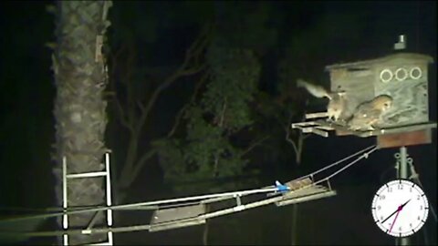All three Owlets came out on the porch. Ivy passed her Flying Exam. 5-18-22