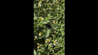 Butterfly in the flowers