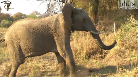 Irate Elephant Chases Lions Away From Their Meal!