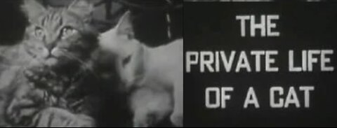 (muda) La vida privada de un gato (1944) - Alexander Hammid y Maya Deren - Documental