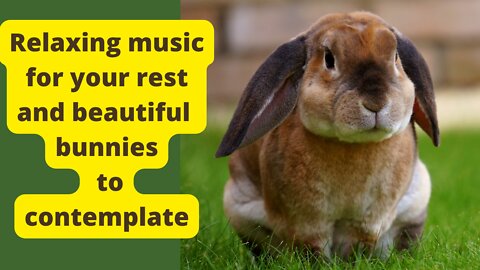 Relaxing music for your rest and beautiful bunnies to contemplate