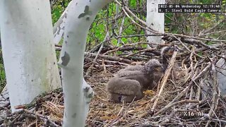 USS Eagles - Big eaglets move nest material