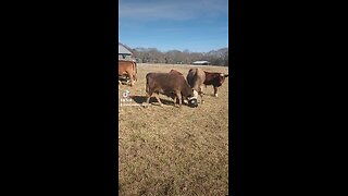 Cow and calf playing with buckets.