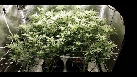 The Leroy BX75 by The BigKush "Just the Tip! Episode 7" badder than old King Kong Day 31