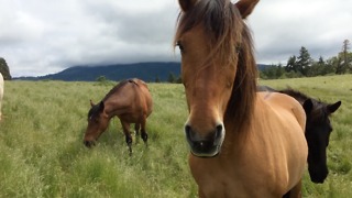 Formerly abused and abandoned horses enjoy new life on a horse sanctuary