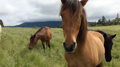 Formerly abused and abandoned horses enjoy new life on a horse sanctuary
