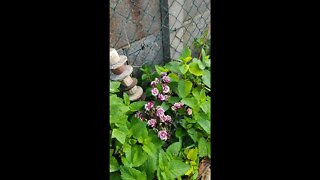 Garden and balcony tour approximately a couple of hours ago