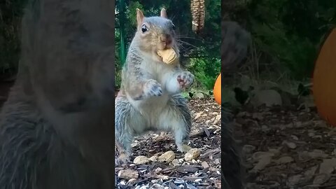 Peanut Grab of the Week - 7 #funnyanimals #nature #shorts