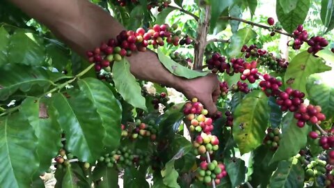 Tipos de grão e poda do café agroflorestal com Rômulo Araújo