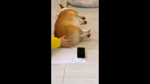 Funny Animal Videos 🤣 - Funny cats / Dogs