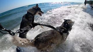 Huskies Play In The Waves of Lake Michigan