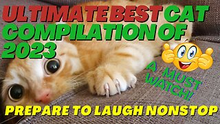 The ULTIMATE BEST Cat Compilation of 2023: Unstoppable Laughter