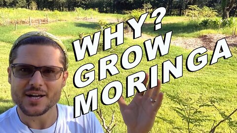 Why Grow Moringa? America's Next Big Cash Crop with Permaculture Capitalist | Kendrick Henry