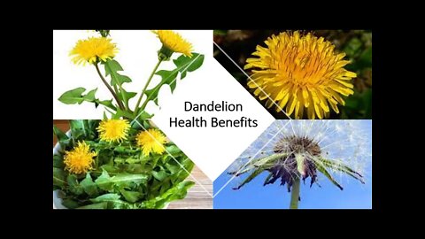 Dandelion Detox Benefits