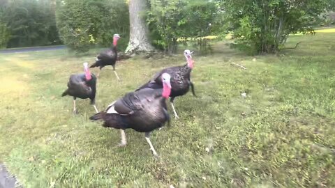 The Turkeys Strike Back!