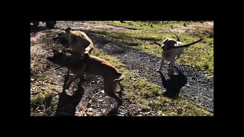 Dogs compete over a stick - what starts off as play turns into a fight