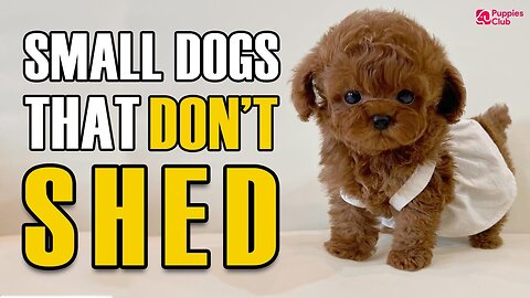 Top 10 Dog Breeds That Don't Shed or Smell | Small Dog Breeds That Don't Shed