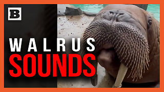 Have You Heard the Call of the Walrus?? Zookeepers Show Off Trained Animals